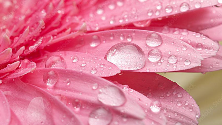 Pink flower petals covered with drops of water